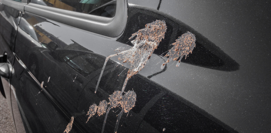 Black car with bird poop