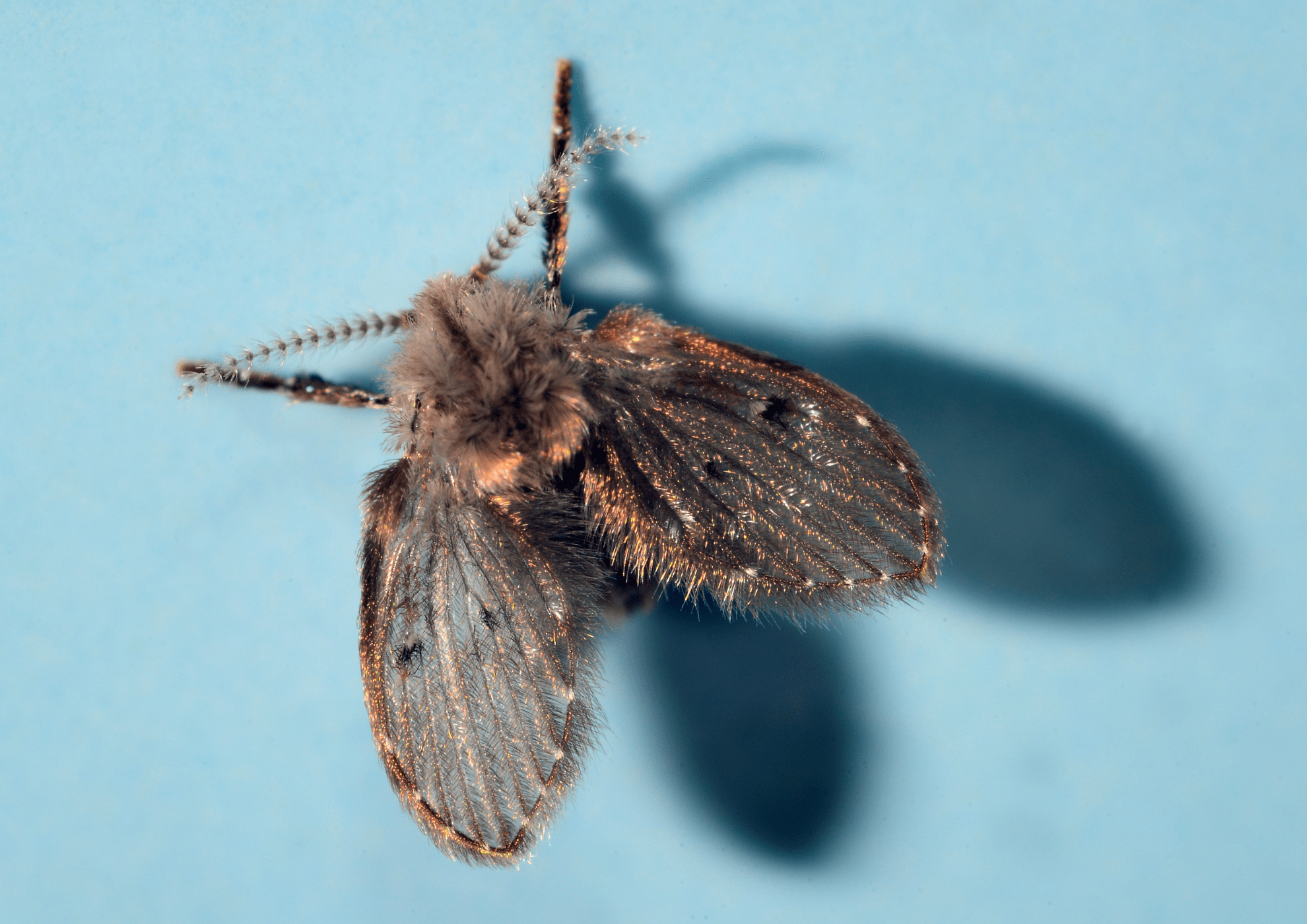 how-to-get-rid-of-flies-in-bathroom-and-prevent-infestations