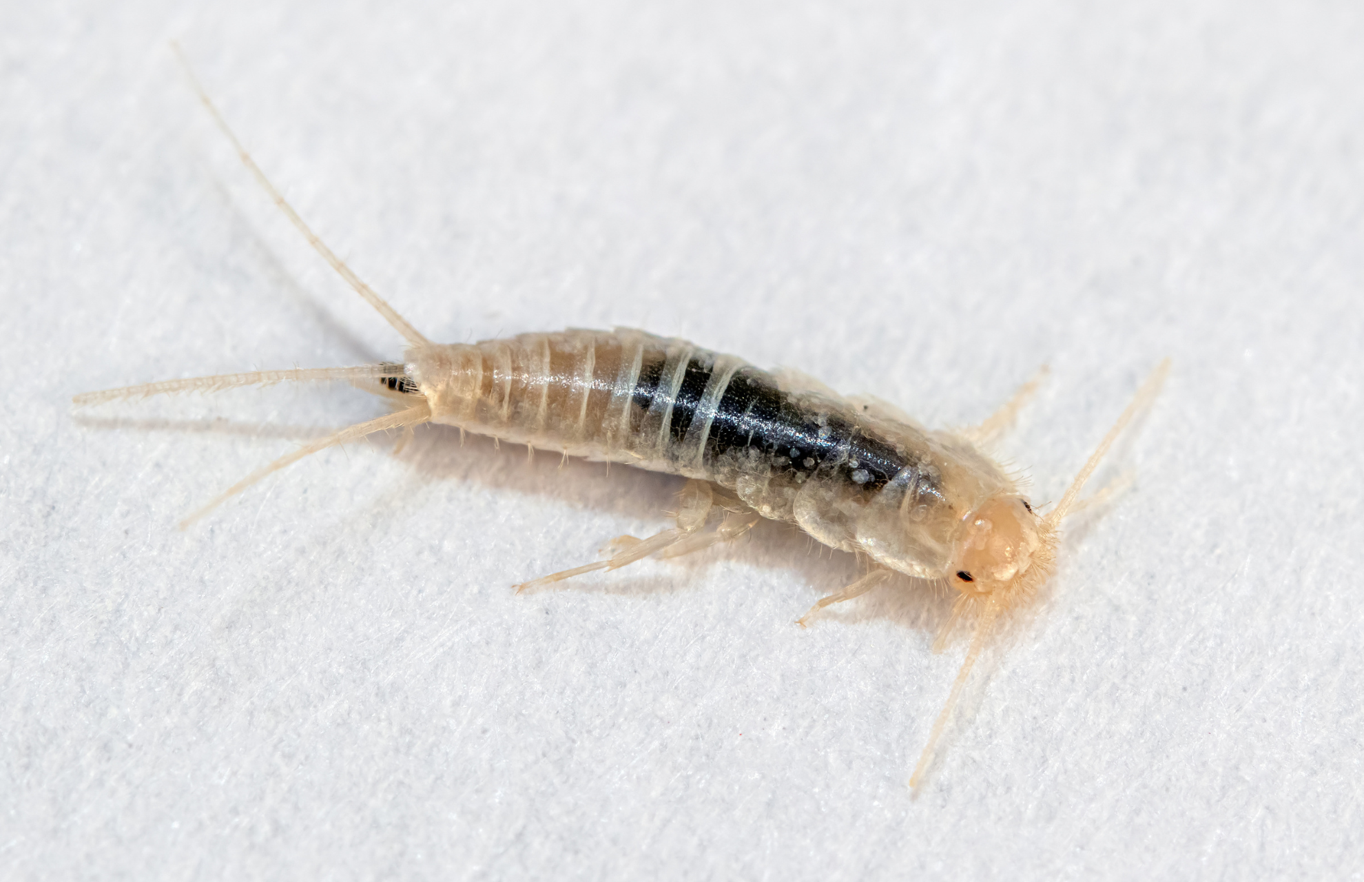 What Are Silverfish: Signs & How To Get Rid Of Them [+ FAQs]