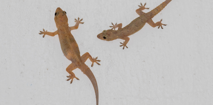 Pair of lizards on the wall